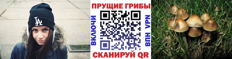 купить наркотики сайты  Бийск  ссылка на мегу   Псилоцибиновые грибы мухоморы 